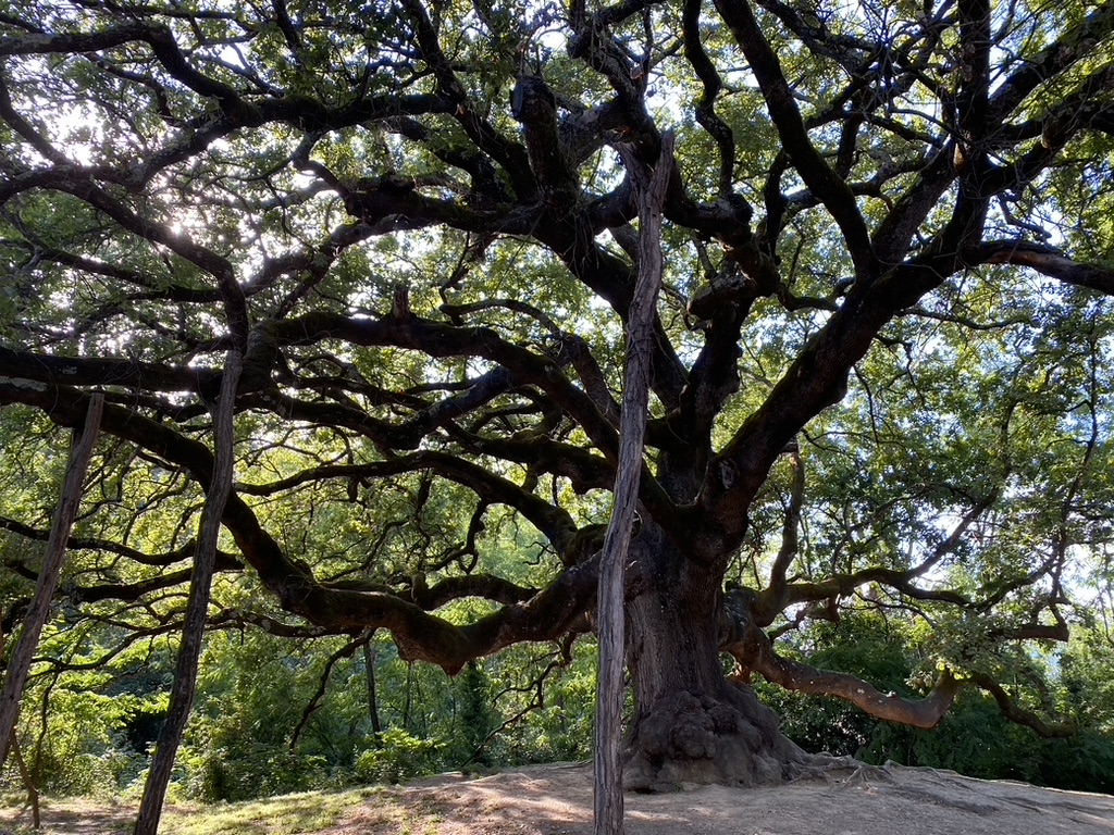 The Witches' Tree